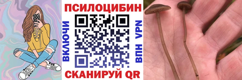 hydra   Курган  Псилоцибиновые грибы прущие грибы 